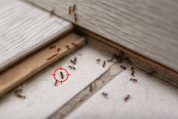 Best Residential Pest Control  in Anthony, TX