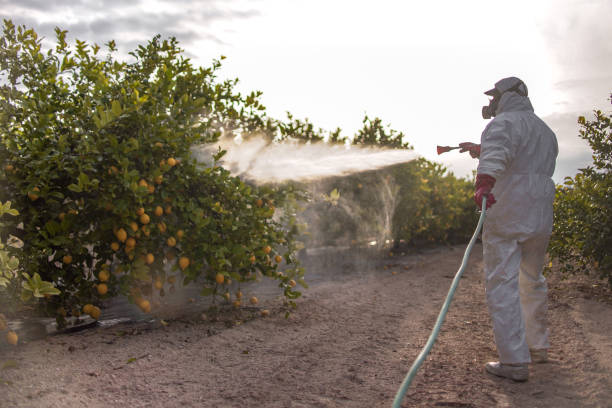 Best Rodent Control Near Me  in Anthony, TX