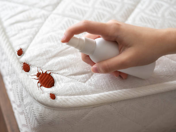 Best Pest Prevention Services  in Anthony, TX