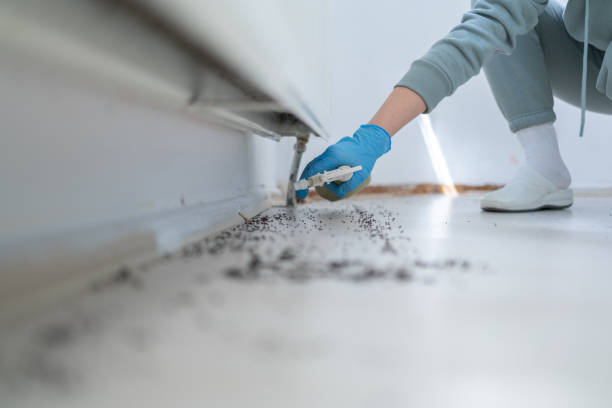 Reliable Anthony, TX Pest Control Solutions